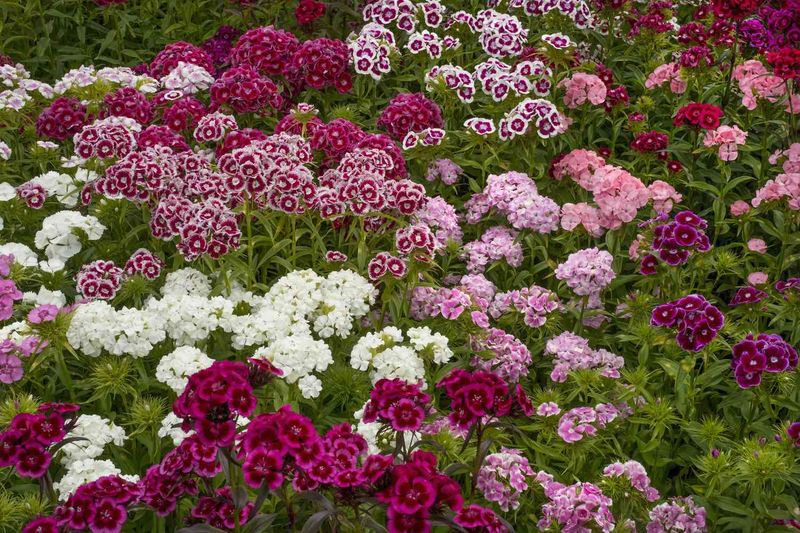 Dianthus Handles Light Frost And Blooms For Weeks