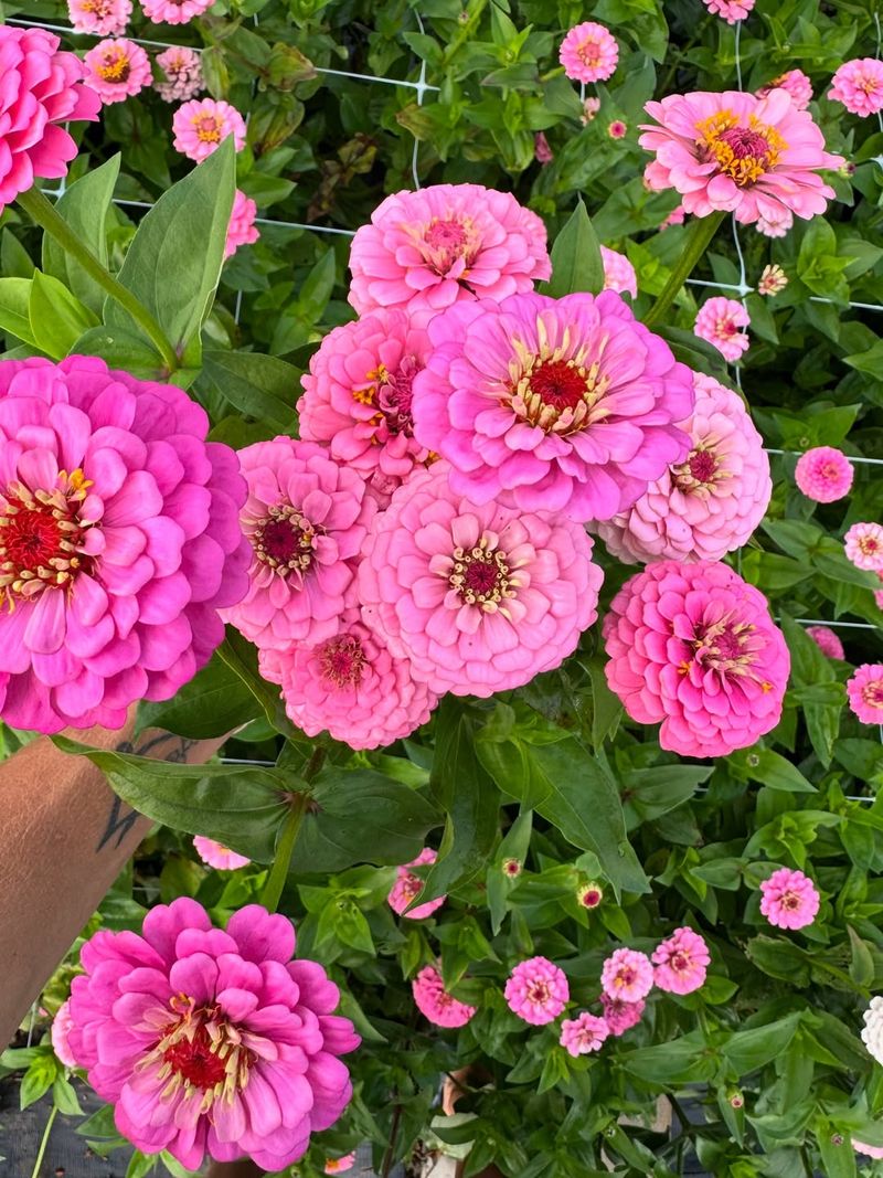 Zinnias