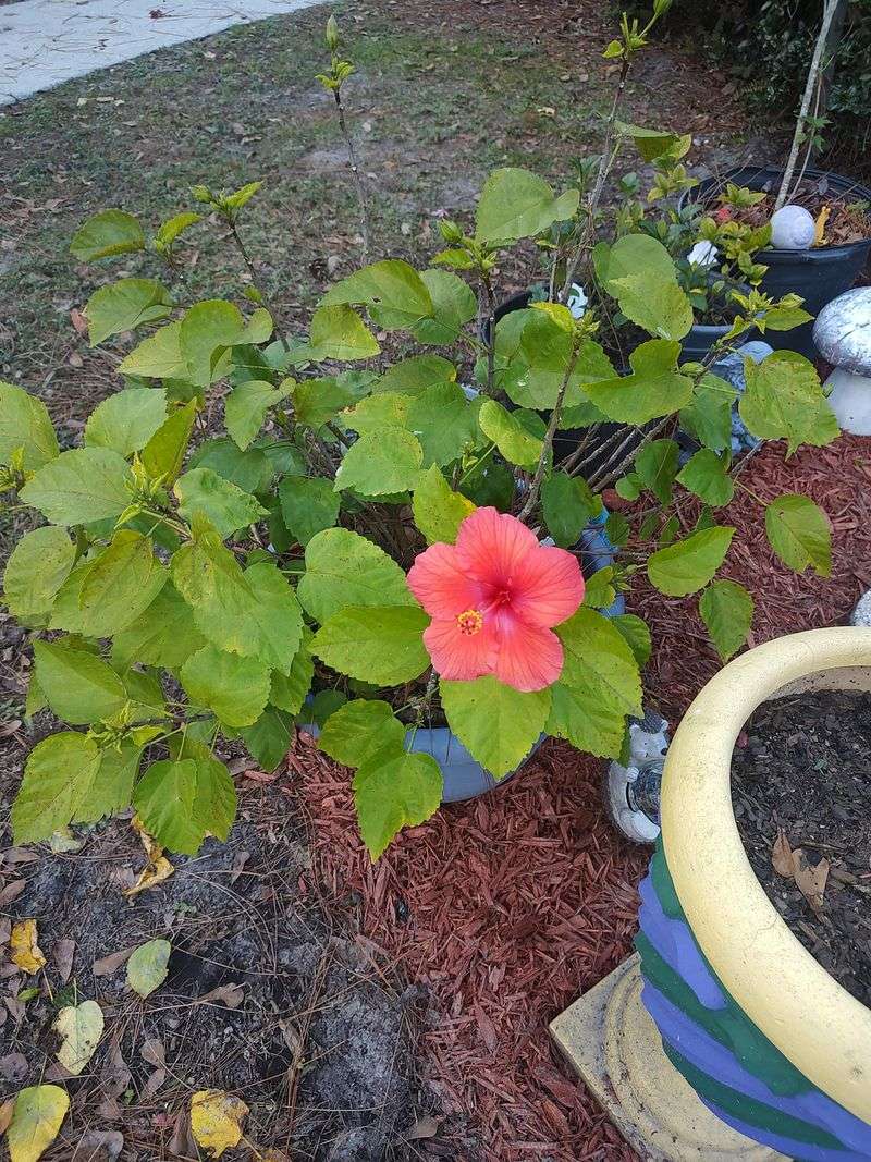 Bad Timing on Pruning