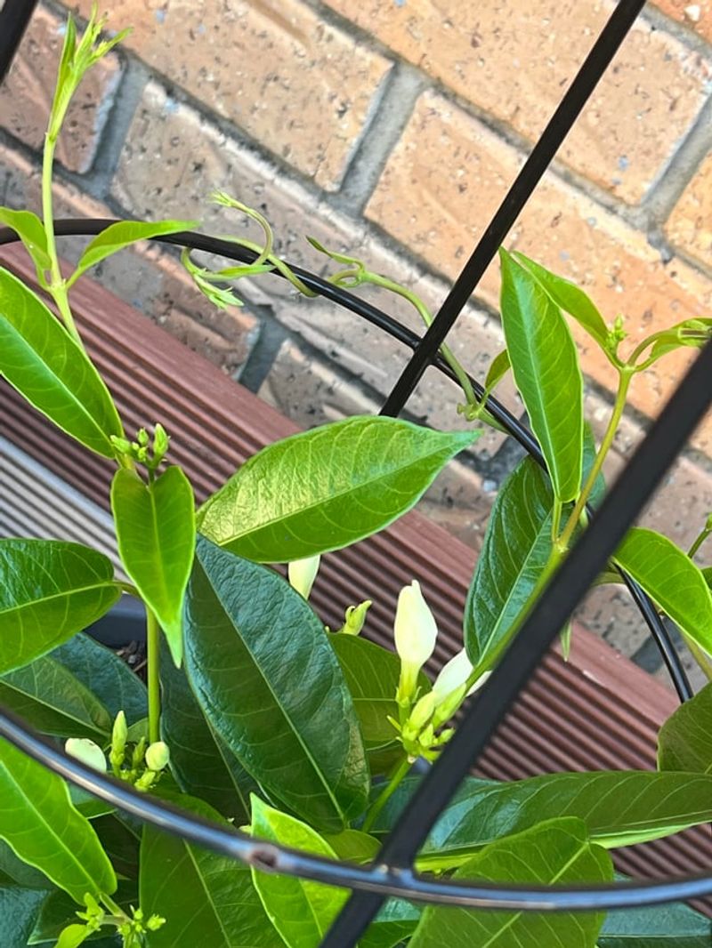 Train Long Vines Before They Tangle