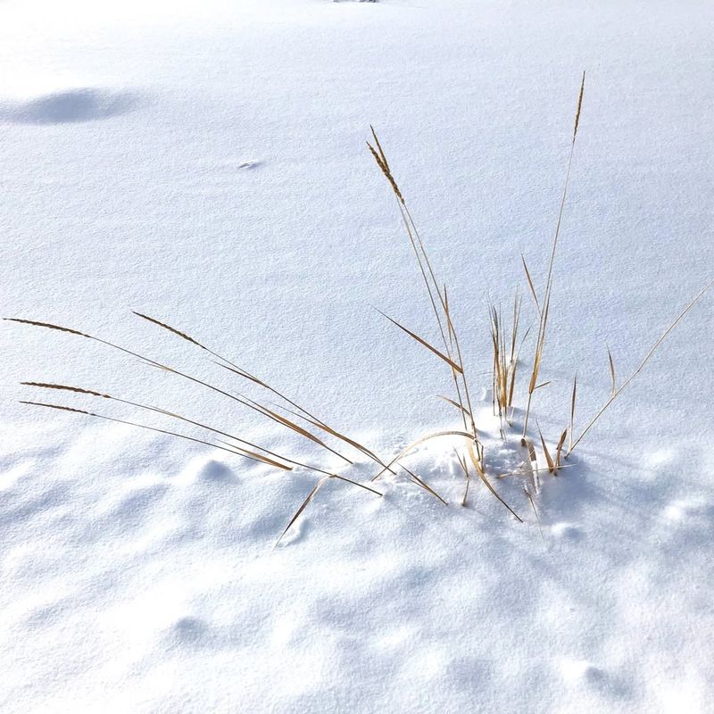 Deep Snow Insulates Root Zones From Severe Cold