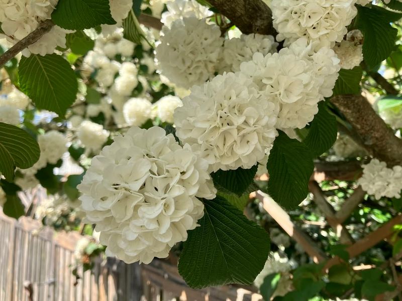 Well-Drained Soil Helps Viburnum Grow Strong In Georgia Gardens