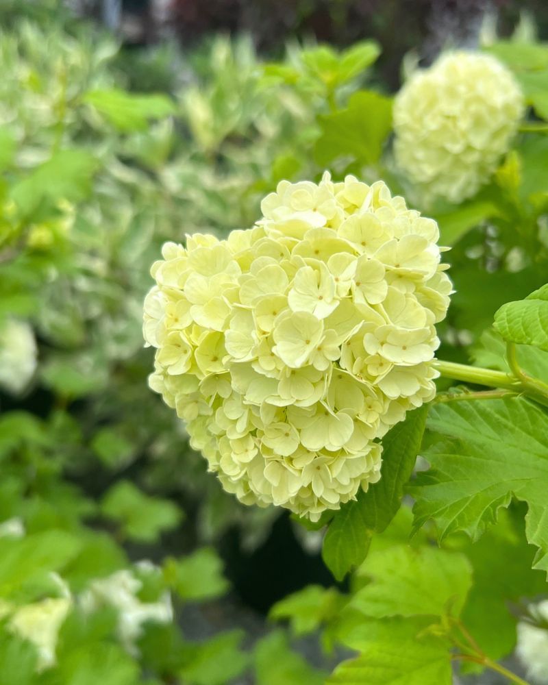 This Flowering Shrub Thrives In Georgia's Warm And Humid Climate