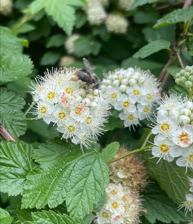 Ninebark (Physocarpus)