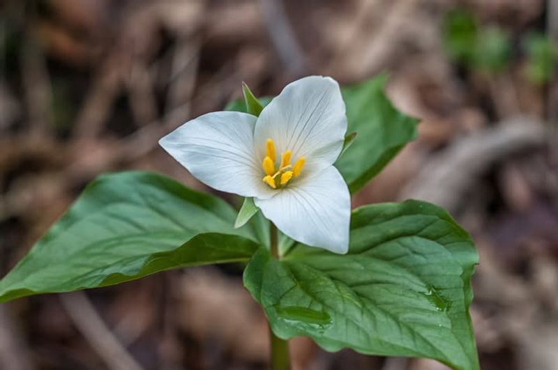 Western Trillium With Their Subtle Elegance