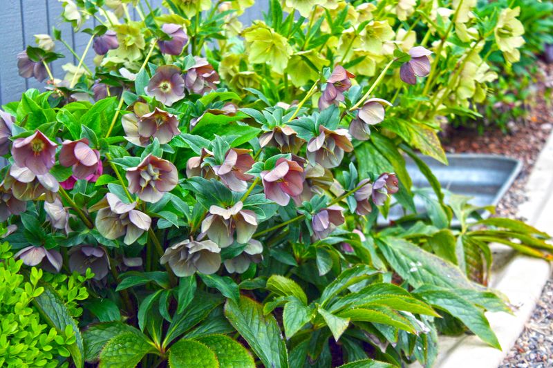 Hellebores Bring Early Blooms To Shady Corners
