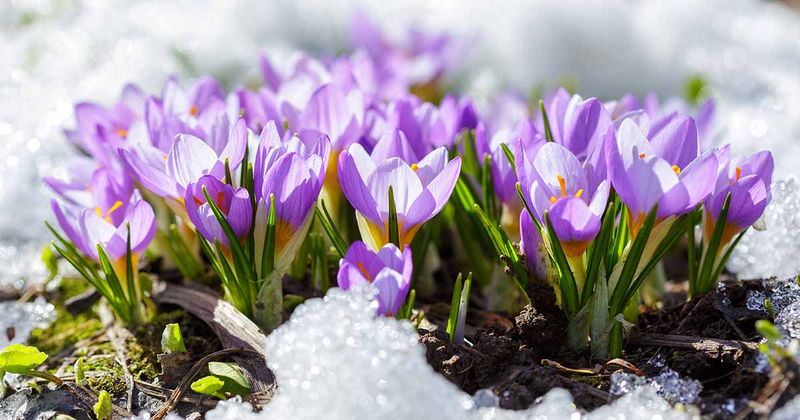 Crocus Push Through Cold Soil To Signal Spring
