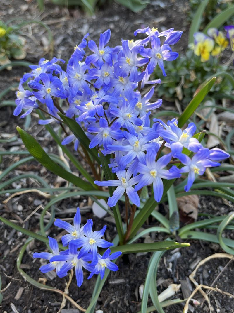 Glory Of The Snow Adds Soft Blue Carpets To Early Beds