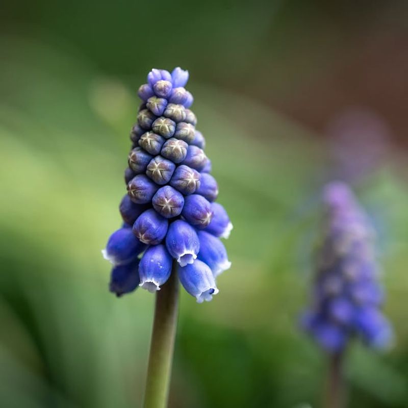 Grape Hyacinth That Brings A Sweet Fragrance