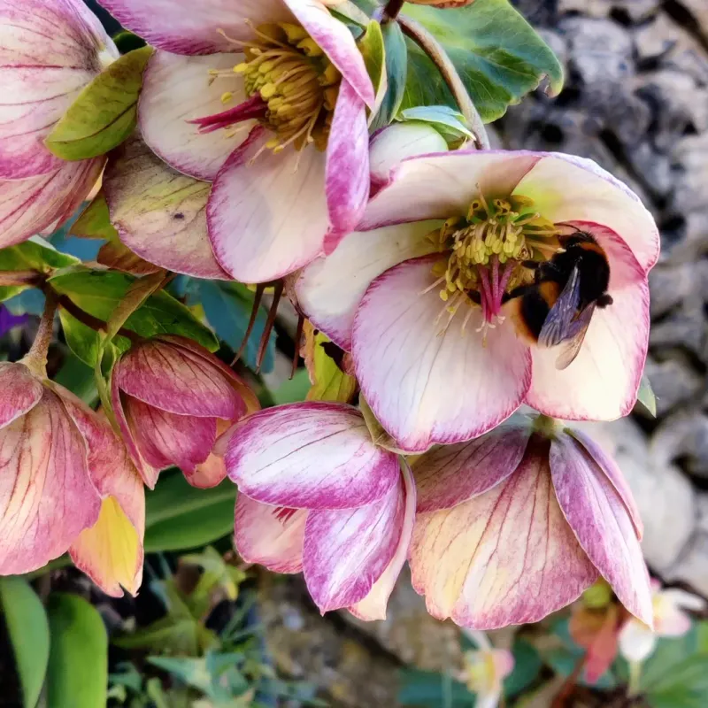 Hellebores