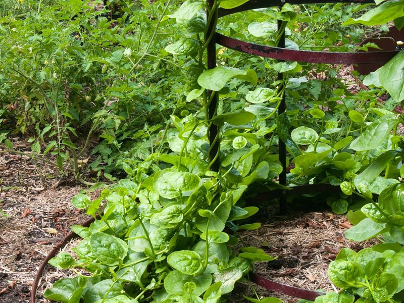 Build The Right Soil Foundation