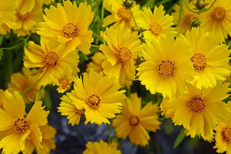 Coreopsis Blooms Freely In Sandy Soil