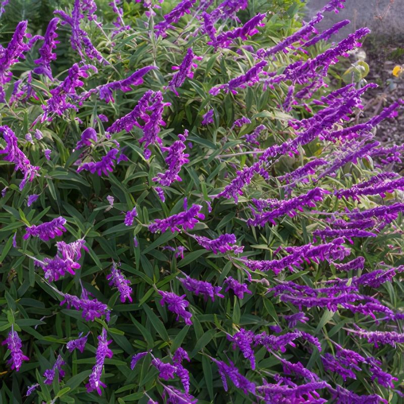 Mexican Bush Sage (Salvia leucantha)