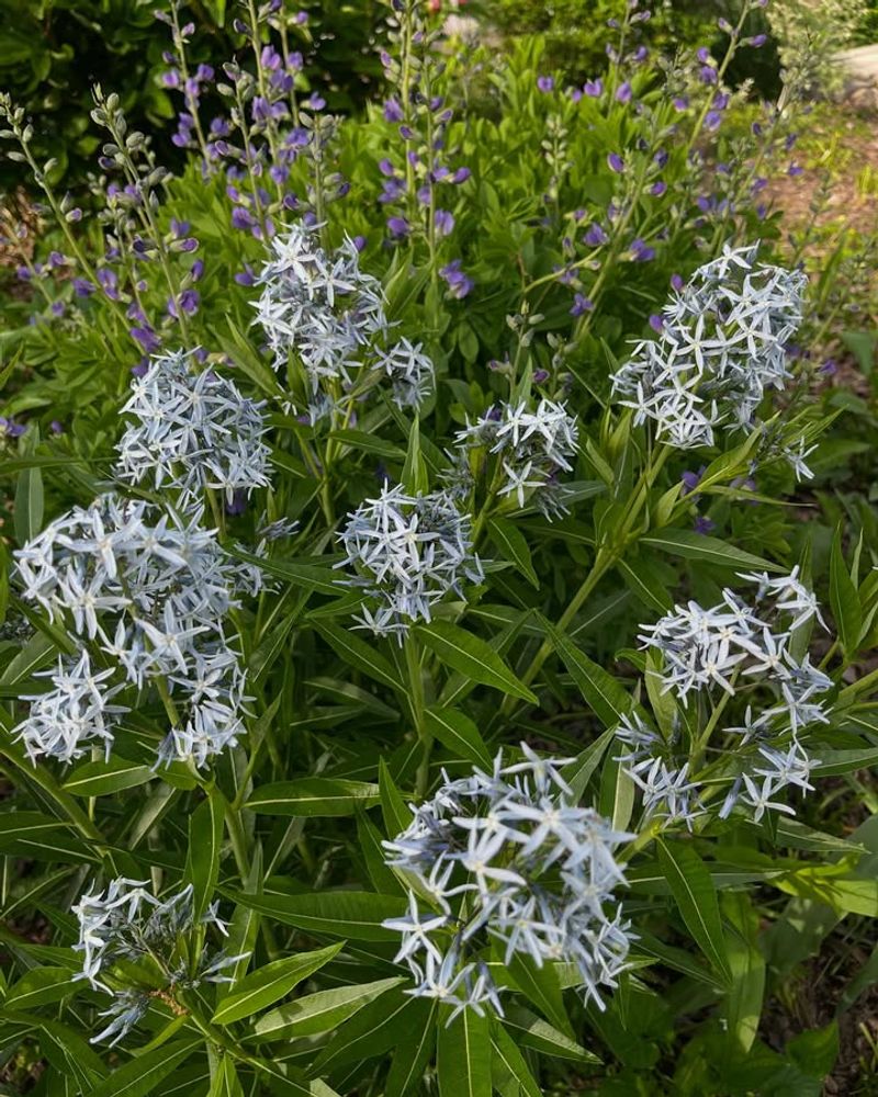 The Flowers Provide Nectar For Pollinators