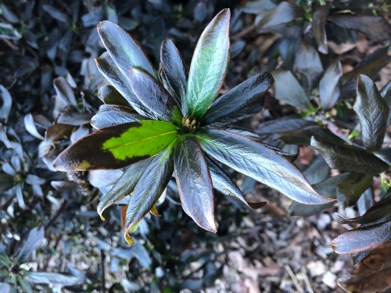 Prune Only After You Can See Clear Signs Of Damaged Tissue