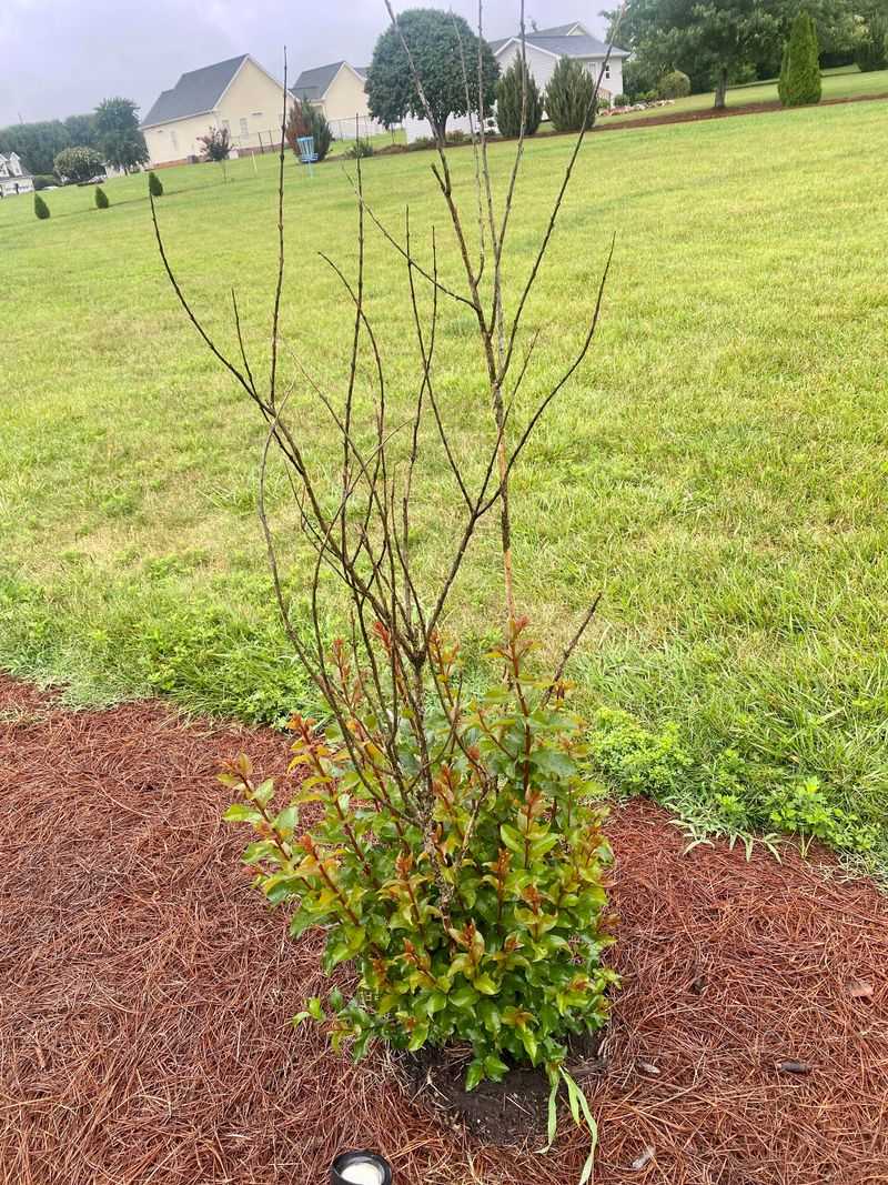 Shoots Emerging Only From The Base Of The Plant