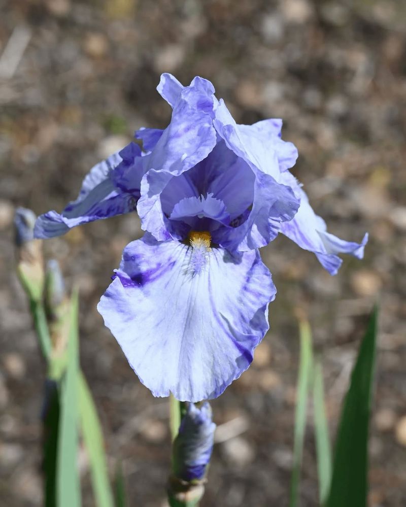 Western Blue Flag Iris With Striking Blue-Violet Flowers