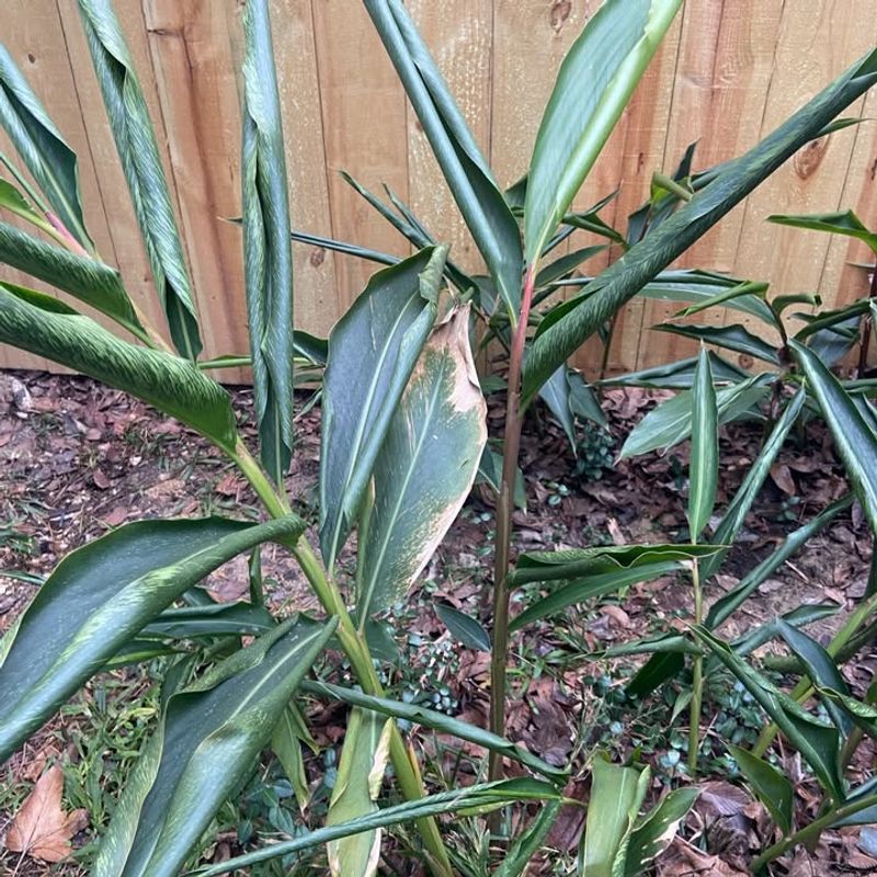 Root Health Matters More Than Top Growth