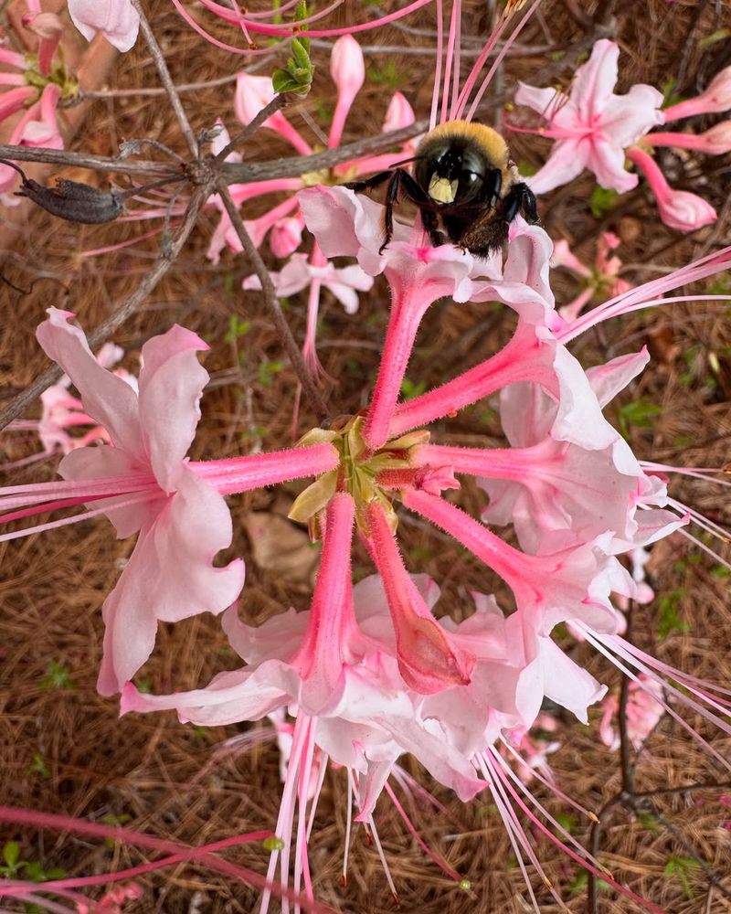Bees And Butterflies Are Attracted To Its Nectar-Rich Flowers