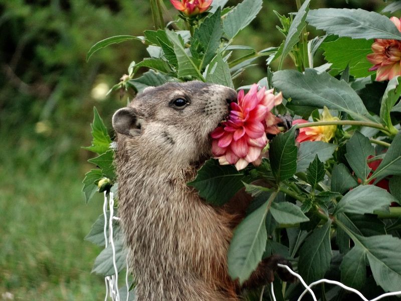 Unfamiliar Plants To Forage And Try