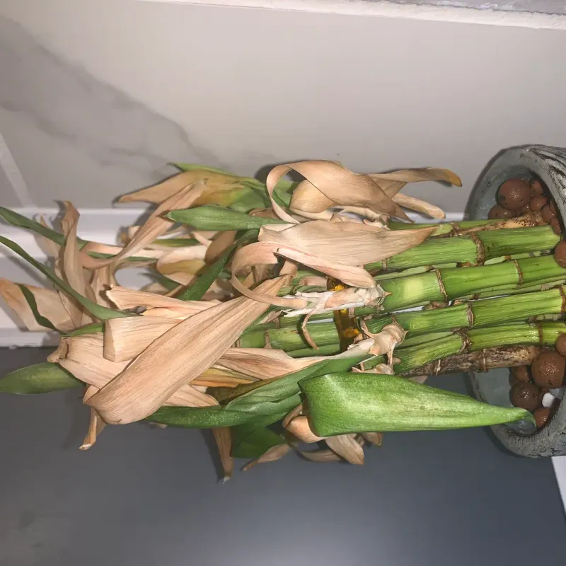 Deal With Pests That Thrive Even In Colorado's Dry Climate