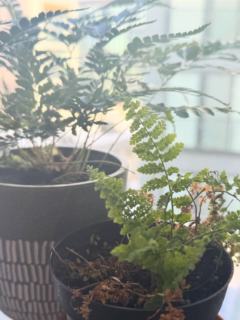 Increased Growth And Stress