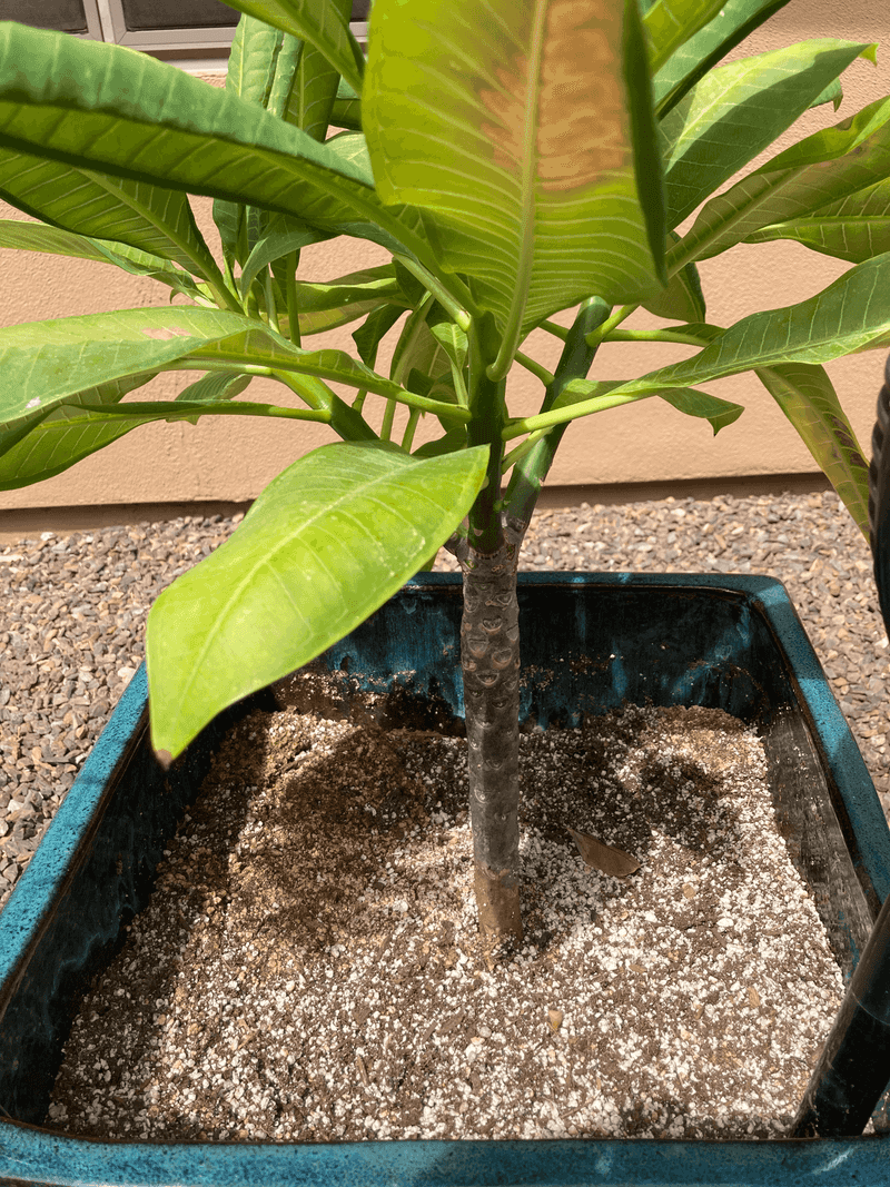 Plants Show Drooping That Does Not Recover Overnight