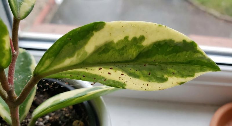 Leaves Looking Dull Or Faded