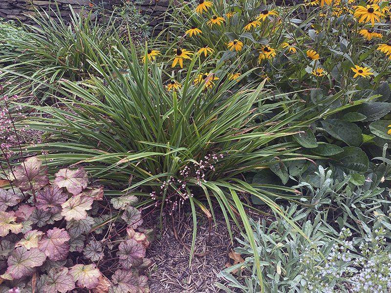 Perennials Are Fully Leafed Out