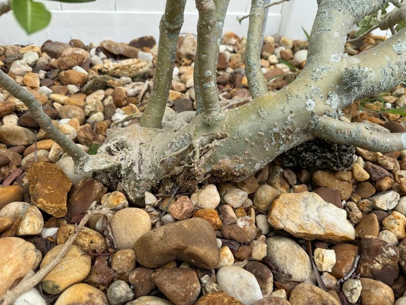 Roots Lose Oxygen In Constantly Wet Soil