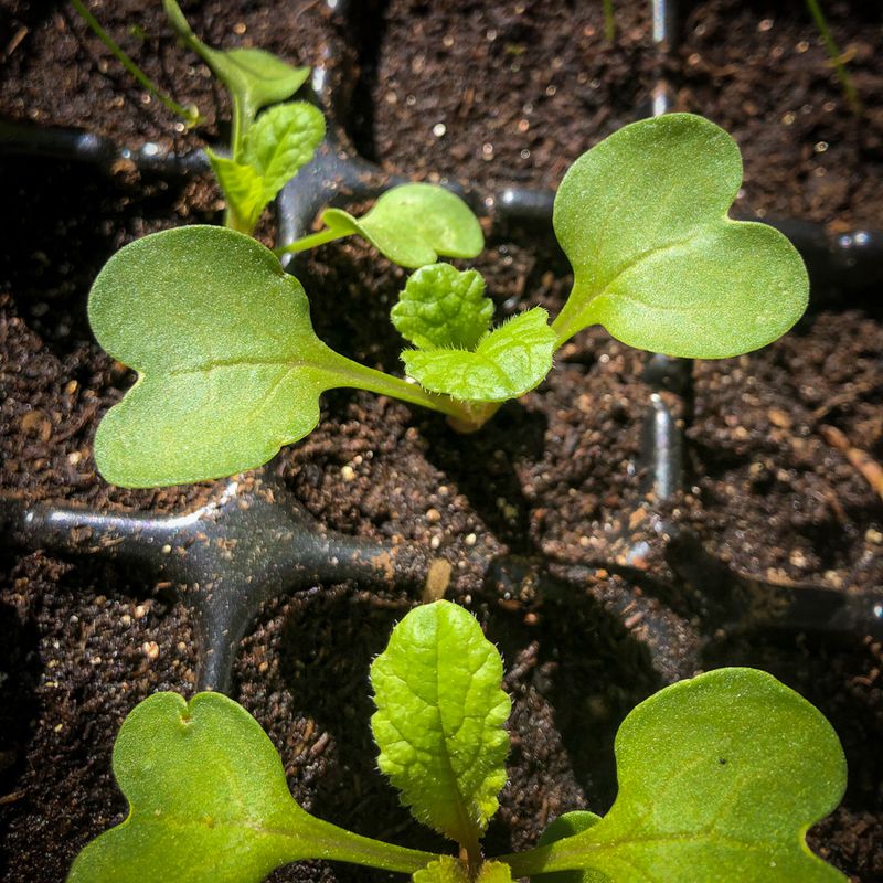 Seedlings Have True Leaves