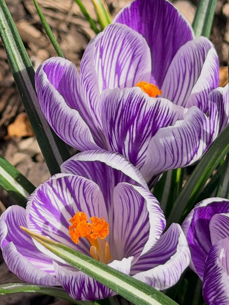 Early Spring Bulbs Continue To Bloom