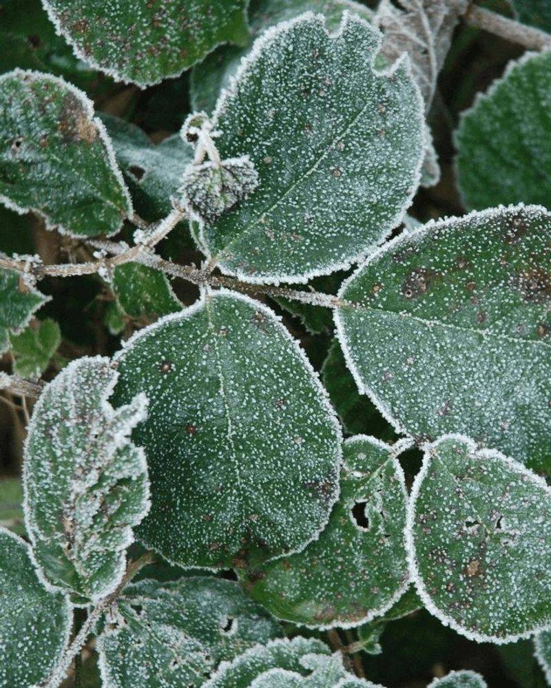 Frost Risk Has Passed