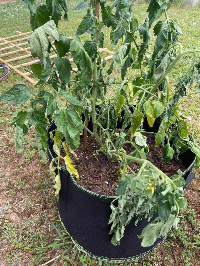 Overwatering Or Underwatering