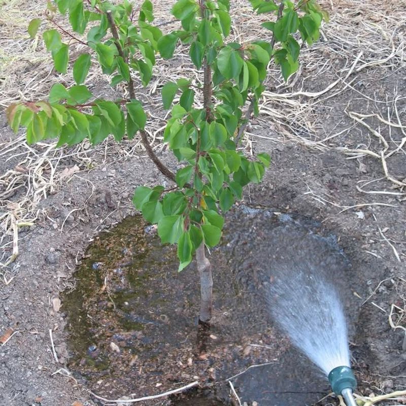Watering Correctly Right After Planting Is Critical