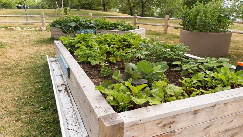 Vegetable Beds Need A More Careful Approach