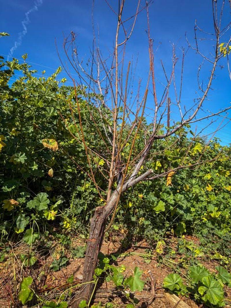 Not Enough Direct Sun