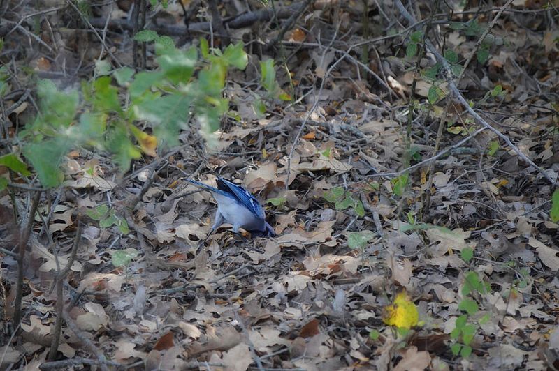 Spring Migration Brings More Birds