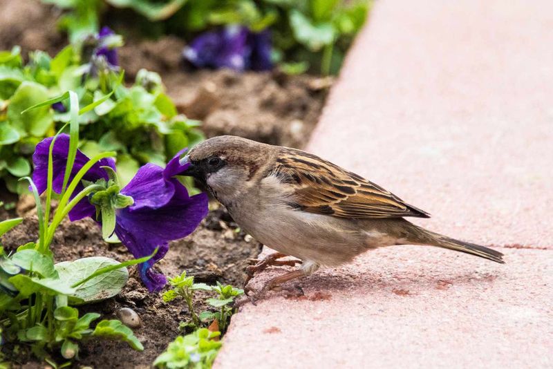 Birds Dig For Insects In Soft Spring Soil
