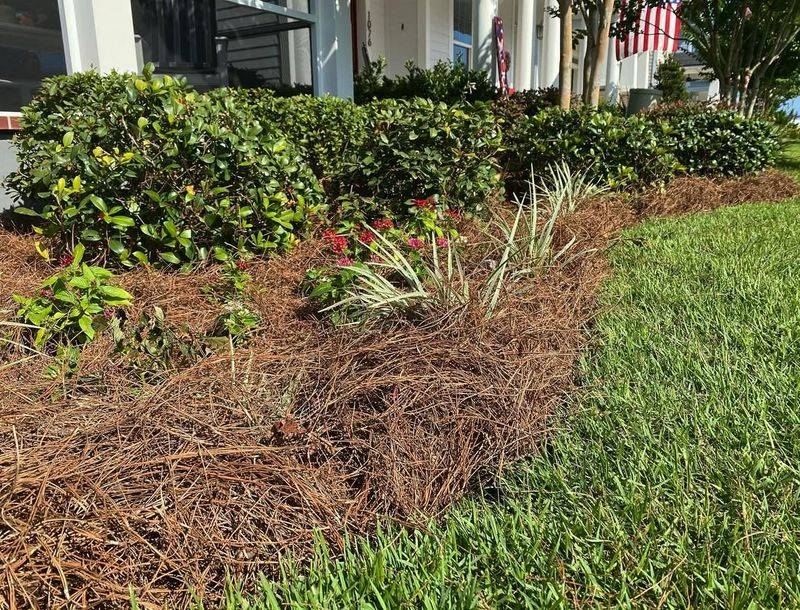 Pine Straw Drains Quickly During Heavy Southern Rains