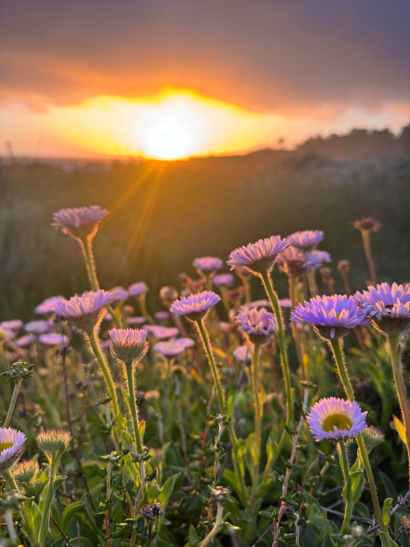 Microclimates Created By Coastlines, Hills, And Urban Areas