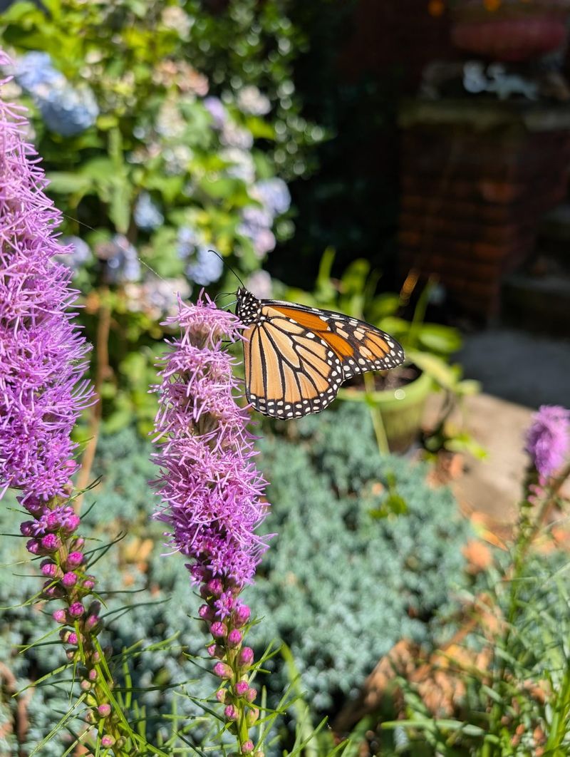 Timing Of Spring Cleanup Affects Pollinators And Plant Health