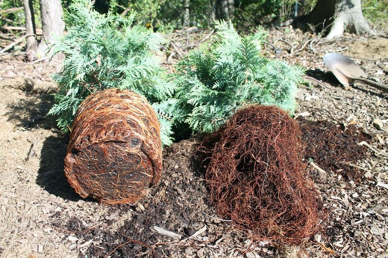 Transplants Are More Vulnerable