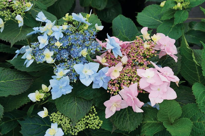 Compact Size Makes It Ideal For Smaller Spaces