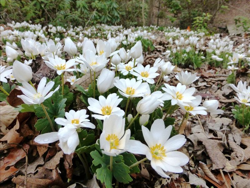 Less Protection From Frost And Cold Snaps