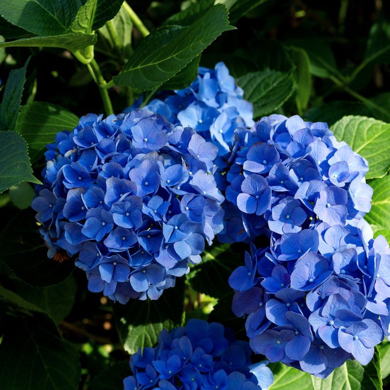 Blue Hydrangeas Need Acidic Soil