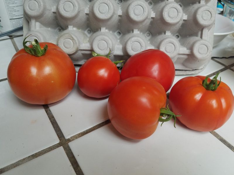 Florida 91 Known For Holding Strong In Humid Conditions