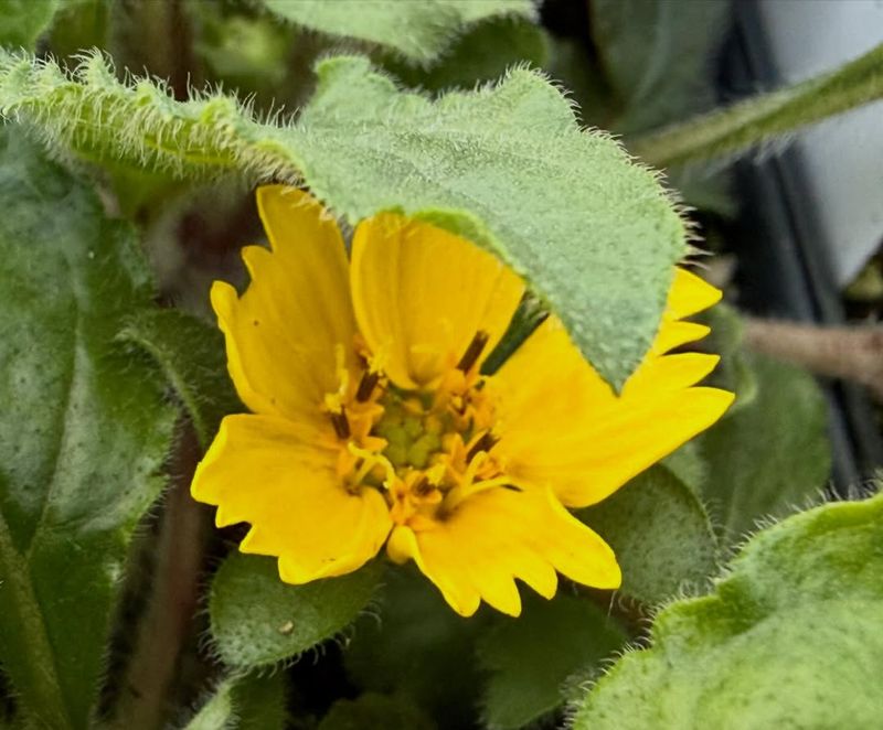 Green And Gold Brightens Shady Garden Corners