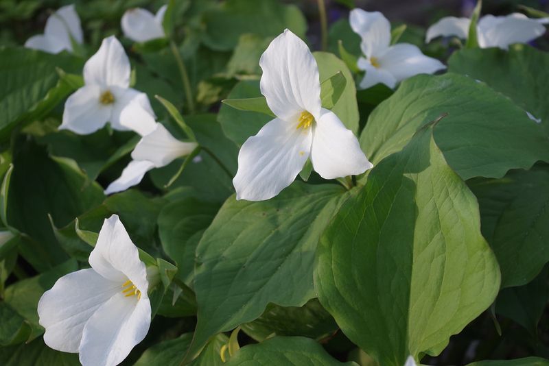 Trillium Welcomes Spring With Native Wildflower Charm