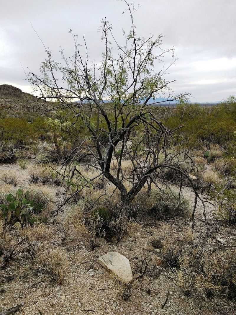 Different Trees Leaf Out Weeks Apart In The Same Area